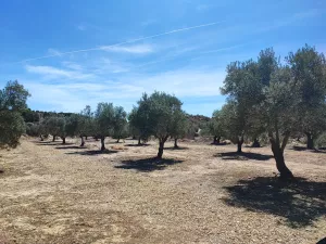 FINCA DE OLIVOS CON RIEGO POR GOTEO