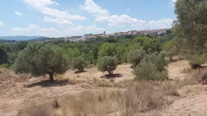 VENTA Olivar Alborache