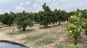 Finca de naranjos, olivar y Caserío.