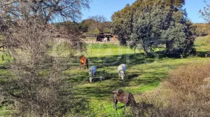 En venta finca ecuestre con casa en Madrid