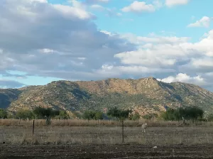 OLIVAR EN LAS FALDAS DE SIERRA DE MONTÁNCHEZ