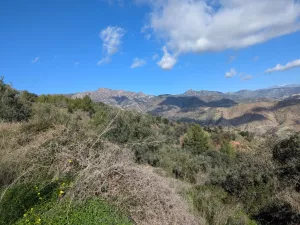 Finca rústica con olivos y buenas vistas