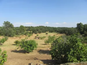 FINCA DE RECREO EN LA VERA