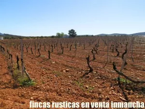 finca en venta 50 has. olivar viña riego