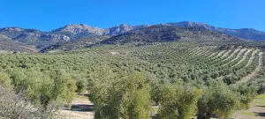 Casa cortijo con finca de olivar