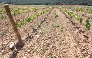 Finca de viñedo con masia noble en Penedès.