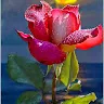 JOSE LUIS